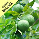 【香酸柑橘系ミカン属】種無しカボス(接木苗)4号LLポット