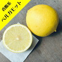 【香酸柑橘系ミカン属】ベルガモット(接木苗)4号LLポット