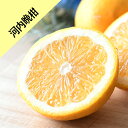 【その他柑橘系ミカン属】河内晩柑(かわちばんかん)(接木苗)4号LLポット
