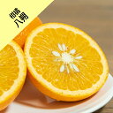 【その他柑橘系ミカン属】八朔(接木苗)4号LLポット