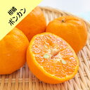 【その他柑橘系ミカン属】ポンカン(接木苗)4号LLポット