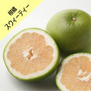 【その他柑橘系ミカン属】スウィーティー (接木苗)4号LLポット