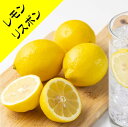 【香酸柑橘系ミカン属】レモン リスボン（接木苗）4.5号LL