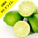 【香酸柑橘系ミカン属】タヒチライム(接木苗)4号LLポット