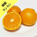 【その他柑橘系ミカン属】タンカン(接木苗)4号LLポット