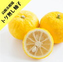 今年最終【香酸柑橘系ミカン属】トゲナシ柚子柚子(接木苗)4号LLポット(トゲが小さい・少ない)