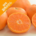 【温州系柑橘ミカン属】温州みかん(接木苗)4号LLポット