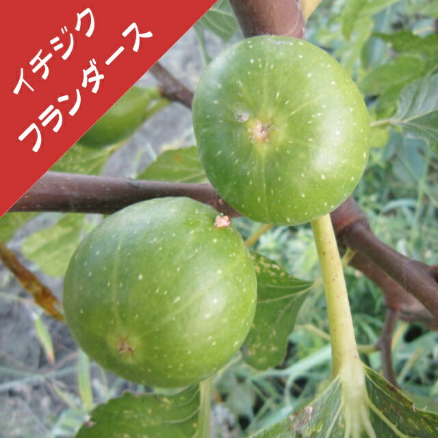 楽天市場】イチジク 挿し木の通販 楽天市場】イチジク 挿し木の通販