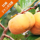【カキノキ属】(甘柿)ジャンボ次郎(接木苗)4号LLポット