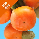 【カキノキ属】(甘柿)貴秋(接木苗)4号LLポット