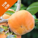 【カキノキ属】(甘柿)次郎(接木苗)4号LLポット