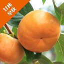 【カキノキ属】(甘柿)早秋(接木苗)4号LLポット