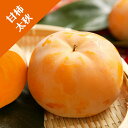【カキノキ属】(甘柿)太秋(接木苗)4号LLポット