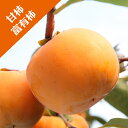 【カキノキ属】(甘柿)富有柿 (接木苗)4号LLポット