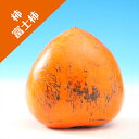 【カキノキ属】(渋柿)富士柿(大蜂屋)(接木苗)4号LLポット