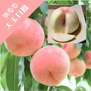 【モモ属】桃 大玉白鳳(接木苗)4号LLポット