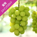 【ブドウ属】シャインマスカット(挿し木苗)12cmポット ※登録品種