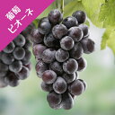 【ブドウ属】ピオーネ(挿し木苗)4号LLポット