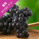 【ブドウ属】キャンベルス・アーリー(挿し木苗)4号LLポット