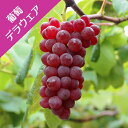 【ブドウ属】デアウエアー(挿し木苗)4号LLポット