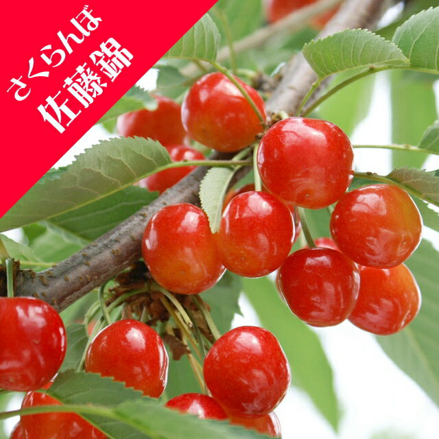 【サクラ属】さくらんぼ佐藤錦(接木苗)4号LLポット