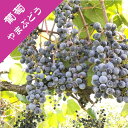 【ブドウ属】一才ヤマブドウ 4号Lポット山葡萄