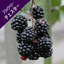 【キイチゴ属】ブラックベリーチェスター 3.5号ポット