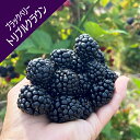 【キイチゴ属】ブラックベリートリプルクラウン 3.5号ポット