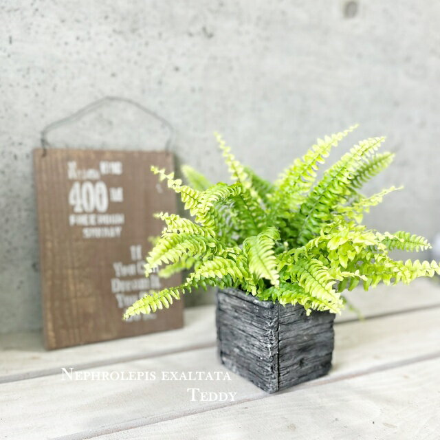 観葉植物【ネフロレピス属（タマシダ属）】ネフロレピス ツデー3.5号セメント鉢（GG16702-BR）
