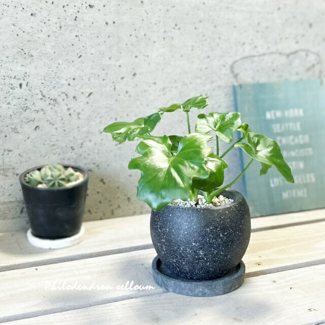 観葉植物【フィロデンドロン属】フィロデンドロン・セロームS4号セメント鉢（GG32T-GR）（皿付RS120BK）