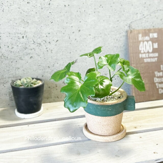 観葉植物【フィロデンドロン属】フィロデンドロン・セロームS3.5号セメント鉢（GBGY1011GRSW）（皿付）