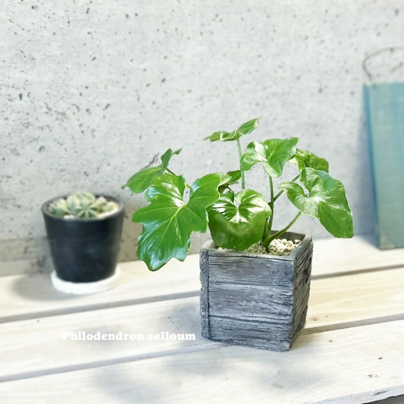 観葉植物【フィロデンドロン属】フィロデンドロン・セロームS3.5号セメント鉢（GG16702-BR）