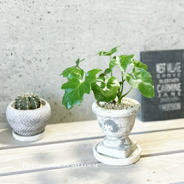 観葉植物【フィロデンドロン属】フィロデンドロン・セロームS4号セメント鉢（MM02GYBB）（皿付RS120）