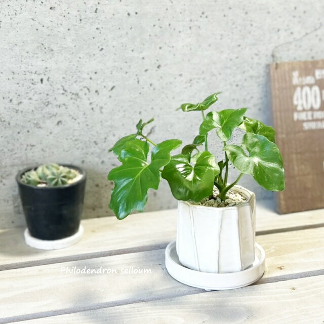 観葉植物【フィロデンドロン属】フィロデンドロン・セロームS3.5号陶器鉢（YJ230222-W）(皿付CX137)
