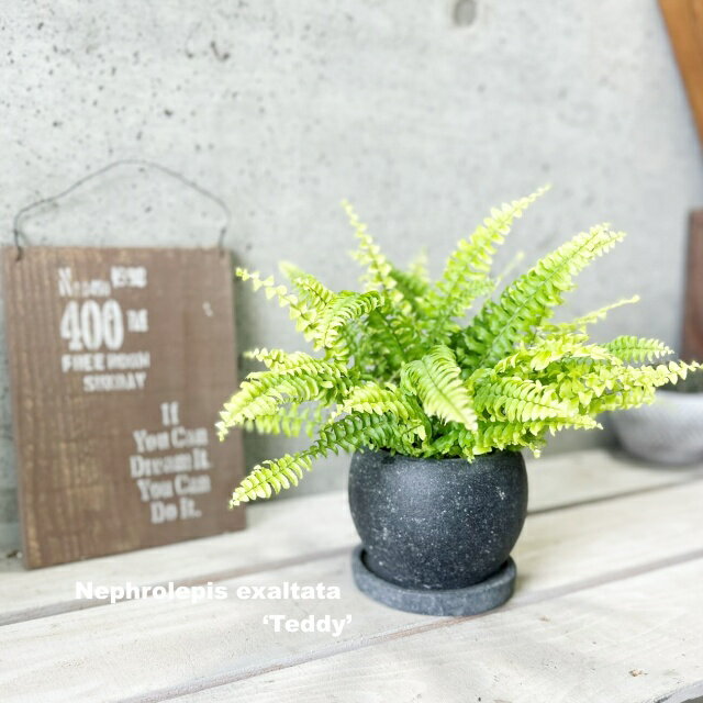 観葉植物【ネフロレピス属（タマシダ属）】ネフロレピス ツデー4号セメント鉢（GG32T-GR）（皿付RS120BK）
