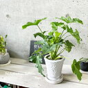 観葉植物【フィロデンドロン属】フィロデンドロン・セローム 4.5号陶器鉢(MR03-135)(皿付CX137)