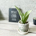 観葉植物【サンセヴィエリア属】サンスベリア・ムーンシャイン3.5号セラミック鉢(KL43GR)(皿付)