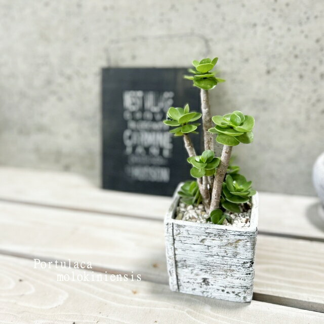 観葉植物【ポーチュラカリア属】モロコエンシス（GG16702-W）