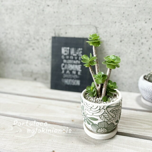 観葉植物【ポーチュラカリア属】モロコエンシス（KL43GR）（皿付）