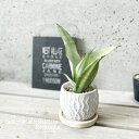 観葉植物【サンセヴィエリア属】サンスベリア・ムーンシャイン4号セメント鉢(WC609S-GR)(皿付RS120)