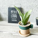 観葉植物【サンセヴィエリア属】サンスベリア・ムーンシャイン3.5号セメント鉢(GBGY1011GRSW)(皿付)