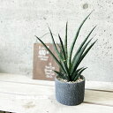 観葉植物【サンセヴィエリア属】サンスベリア・グラキリス4.5号セメント鉢(WC832-BK)(プラ皿付)