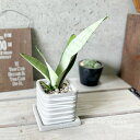 観葉植物【サンセヴィエリア属】サンスベリア・ムーンシャイン3.5号セメント鉢(HH31733)(皿付)