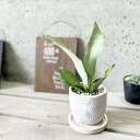 観葉植物【サンセヴィエリア属】サンスベリア・ムーンシャイン3.5号セメント鉢(KL45WH)(皿付)