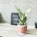 観葉植物【サンセヴィエリア属】サンスベリア・ムーンシャイン4号セラミック鉢(CP2413OR)(皿付)