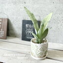 観葉植物【サンセヴィエリア属】サンスベリア・ムーンシャイン4号セラミック鉢(CP2409SGR)(皿付)