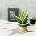 観葉植物【サンセヴィエリア属】サンスベリア・シルバーハニー3.5号セメント鉢(GBGY1011GRSW)(皿付)
