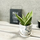 観葉植物【サンセヴィエリア属】サンスベリア・シルバーハニー4号セラミック鉢(CP2408SBL)(皿付)