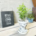 観葉植物【トネリコ属】シマトネリコ4号セメント鉢(MM02GYBB)(皿付RS120)
