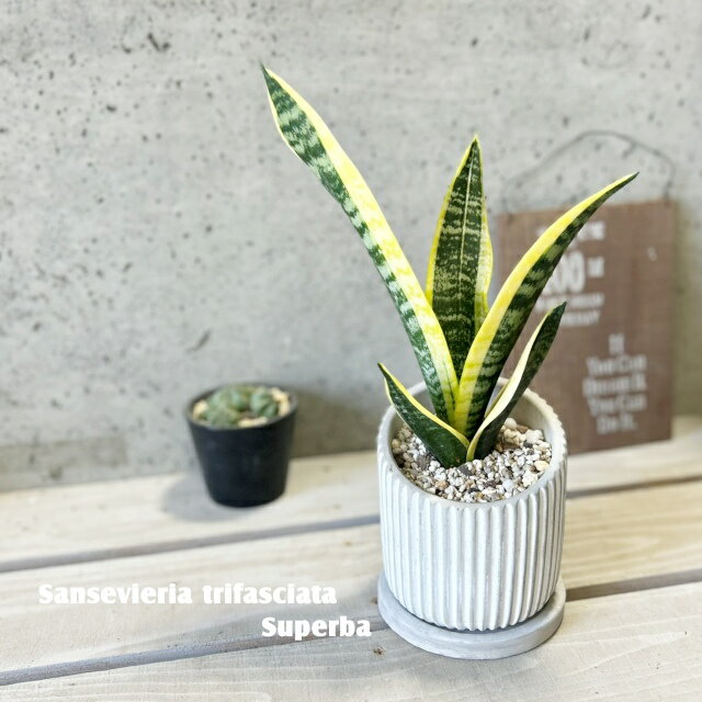 ľ֤󲰤㤨ִտʪڥ󥻥ꥢ°ۥ󥹥٥ꥢѡС4楻ȭHH31803ˡʻաˡפβǤʤ380ߤˤʤޤ